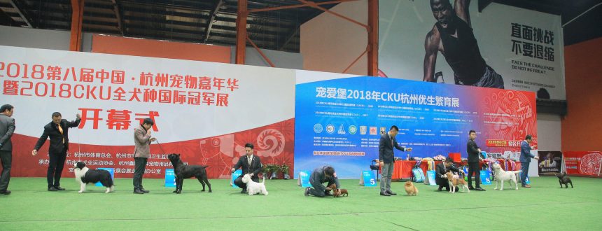 杭州cku快报hangzhou All Breed Championship Dog Show 犬界网